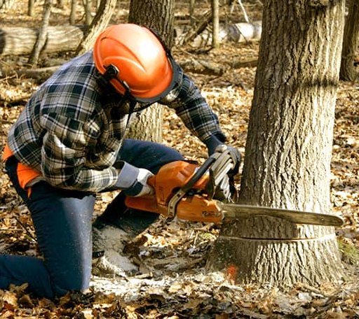 Tree Removal in Allentown, NY